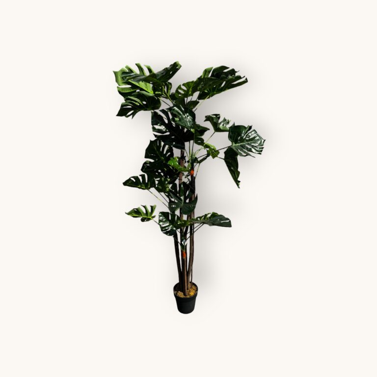 MONSTERA DONICZKA 170 CM