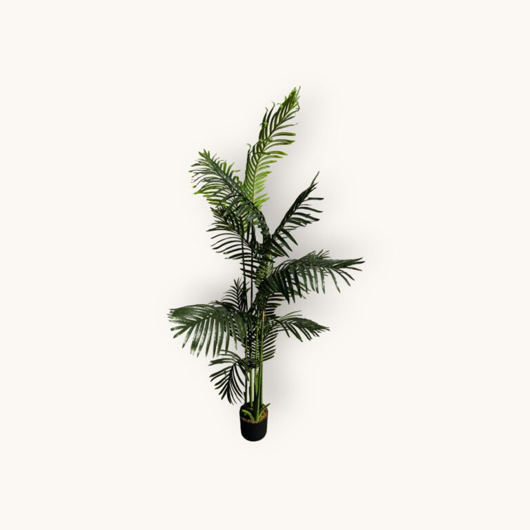 PALMA W DONICZCE 180 CM