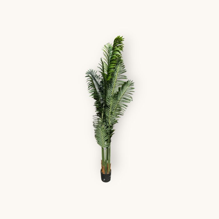 PALMA DONICZKA 210 CM