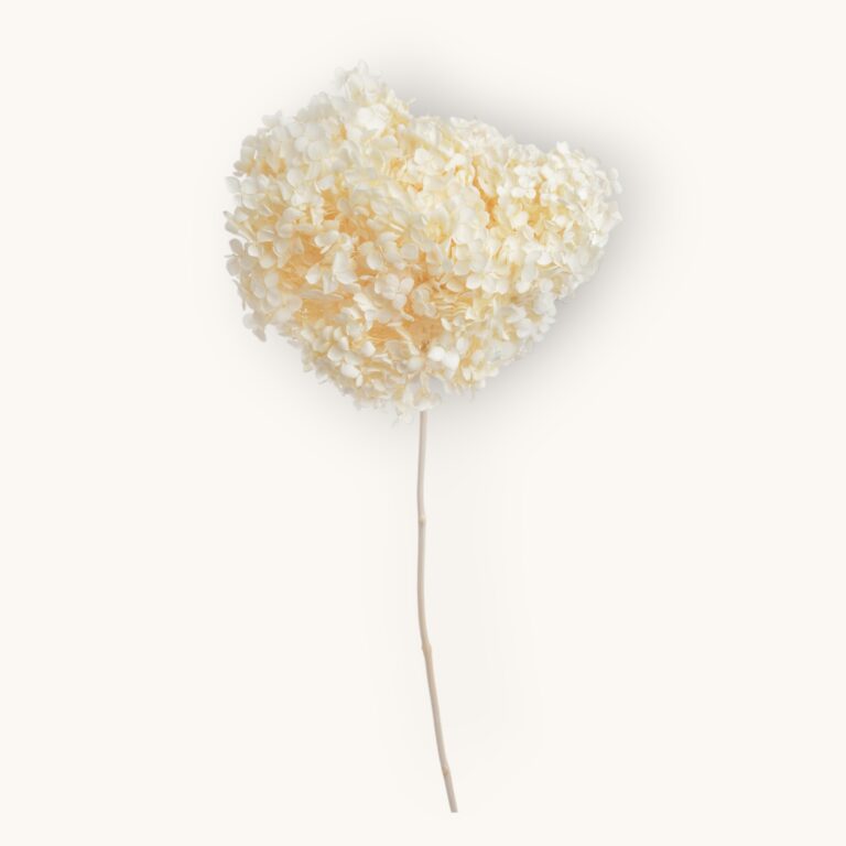 Hortensja 20cm – suszony kwiat WHITE