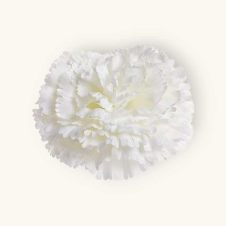 Goździk główka 12 szt/pacz.